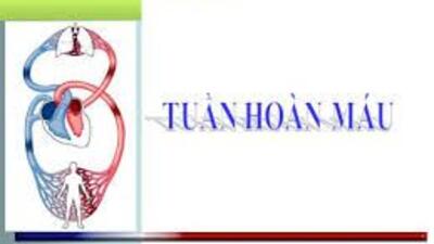 HÌNH THÀNH Ý THỨC GIỮ GÌN VÀ BẢO VỆ TIM MẠCH QUA TIẾT THAO GIẢNG MÔN SINH HỌC